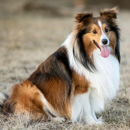 Shetland Sheepdog